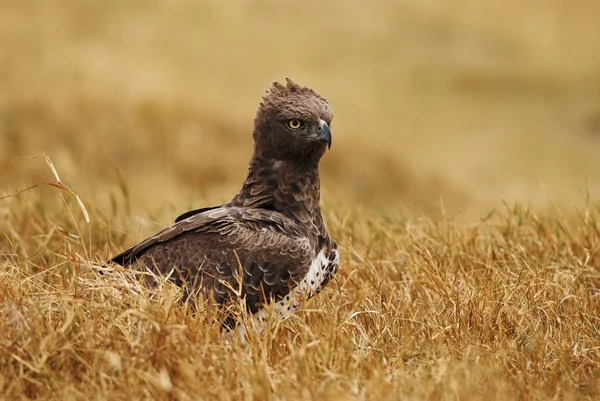 Martial Eagle — Stock Photo, Image