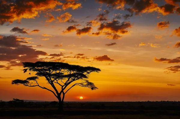 Afrikanischer Sonnenuntergang — Stockfoto