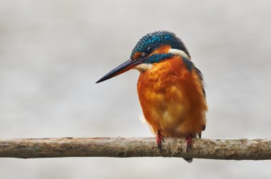 bir dal üzerinde tünemiş renkli arası kingfisher