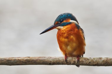 colorful kingfisher perched on a branch clipart