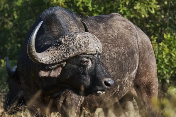 Portrait of African buffalo — Stock Photo, Image