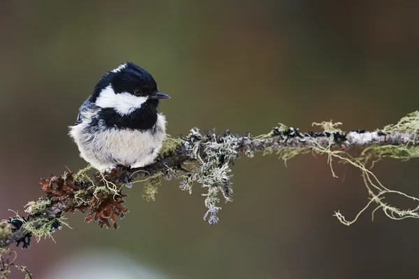 Mésange de charbon — Photo