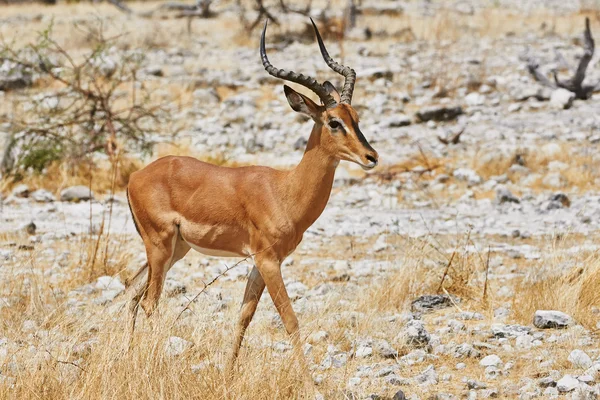 Zwarte geconfronteerd impala — Stockfoto