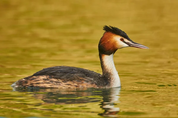 Great crested grebe — Stock Photo, Image