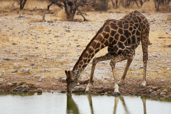 Giraffa bere — Foto Stock