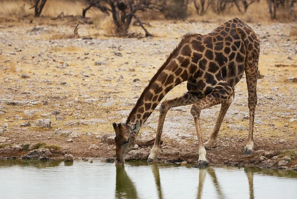 Giraffe drinking — Stock Photo, Image