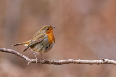 Avrupa robin