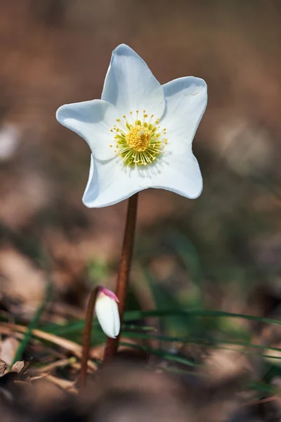 Helleborus niger — Fotografie, imagine de stoc