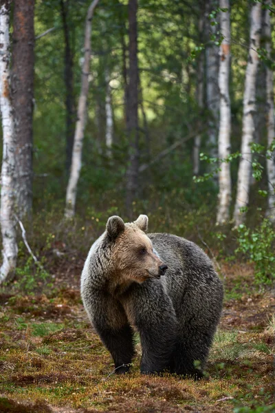 Barna medve az erdőben — Stock Fotó