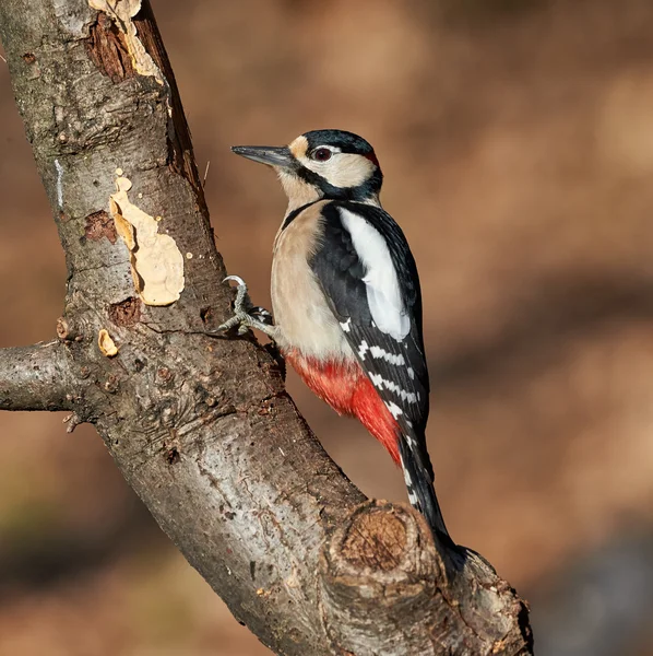 Buntspecht — Stockfoto