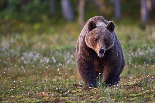 Bruine beer frontaal — Stockfoto