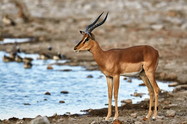 Svart inför impala — Stockfoto