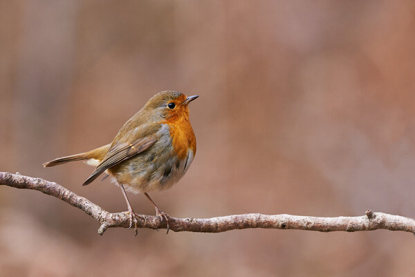 European Robin