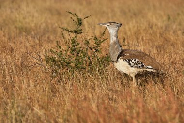 Kori damla uzun boylu sarı çim