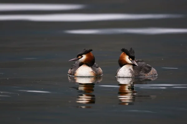 Grote kuif Grebe (Podiceps cristatus — Stockfoto