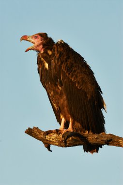 sarkık şey karşı karşıya akbaba