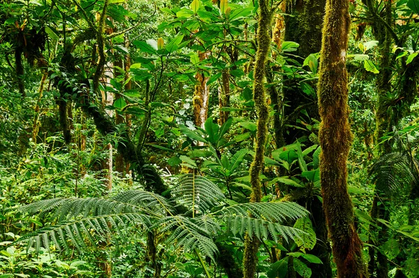 Forêt tropicale humide — Photo