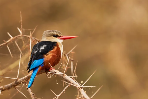 Grey headed kingfisher — Stock Photo, Image