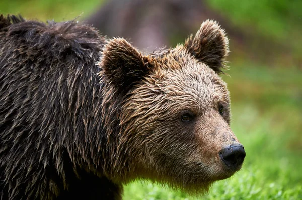 ヒグマの肖像画 — ストック写真