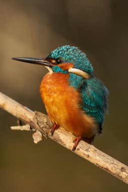 Kingfisher