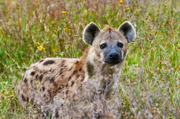 Fläckig hyena frontalt — Stockfoto