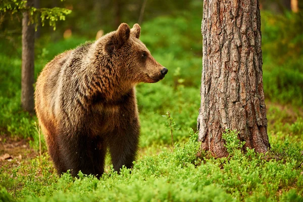 Urso castanho na floresta — Fotografia de Stock