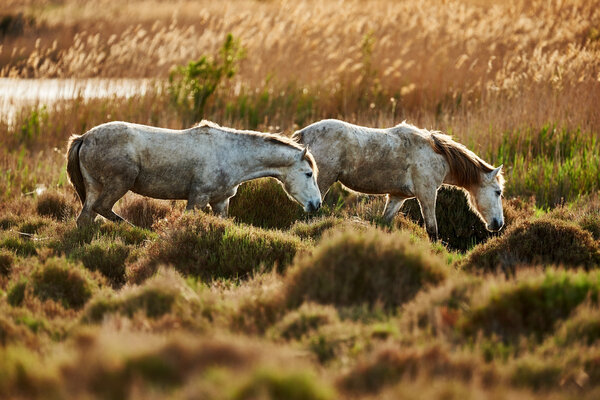 Two young white horses of Camargue