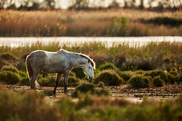 Junges weißes Pferd der Camargue — Stockfoto