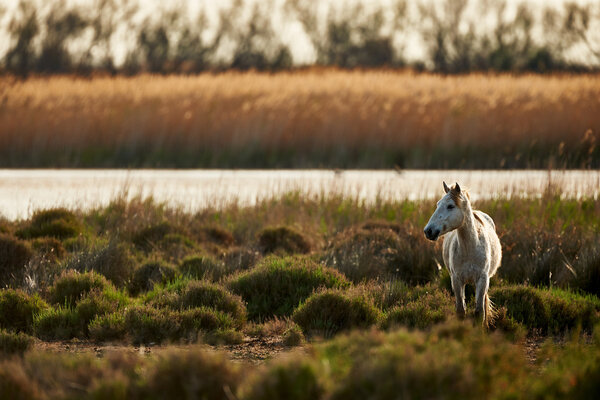 Young white horse of Camargue