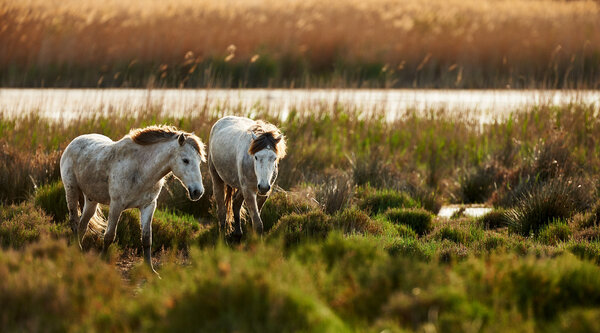 Two young white horses of Camargue