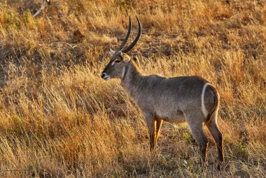 Yetişkin erkek Waterbuck