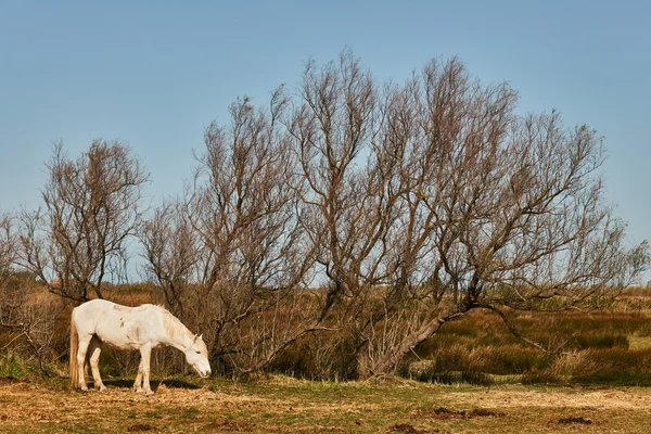 Cavallo bianco della Camargue — Foto Stock