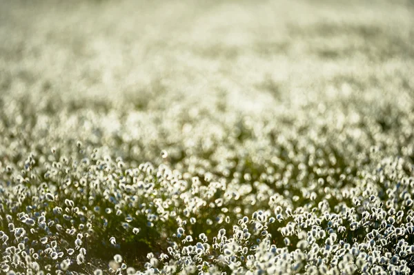 Záměrně rozmazané bavlny trávu květiny v zadní světlo — Stock fotografie