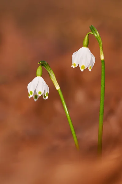 Leucojum vernum, genaamd voorjaar Snowflake — Stockfoto