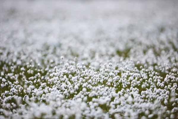Intencionalmente desfocado flores de grama de algodão na luz traseira — Fotografia de Stock