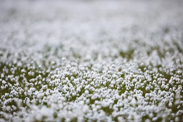 Fleurs d'herbe de coton intentionnellement floues dans la lumière arrière — Photo