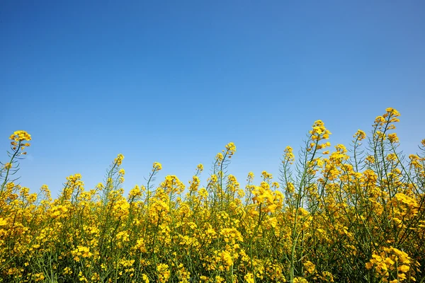 Κίτρινα λουλούδια σπερμάτων αγριογογγύλης ή / — Φωτογραφία Αρχείου