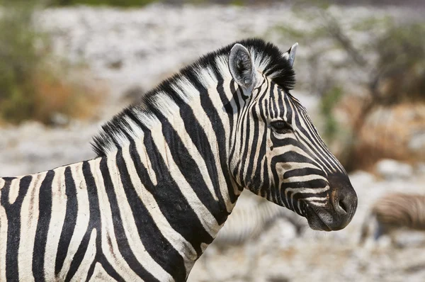 Zebra porträtt — Stockfoto