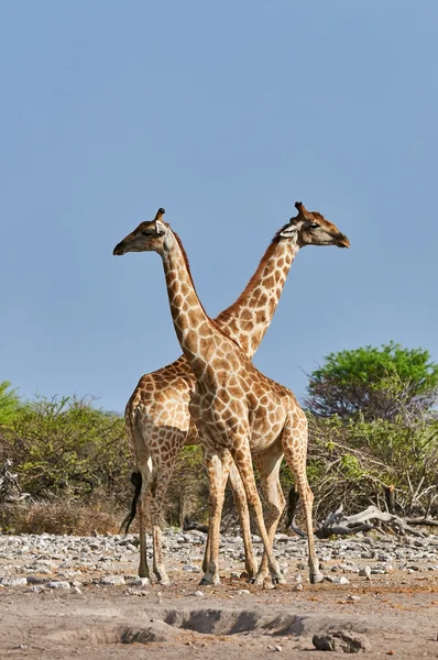 Duas girafas — Fotografia de Stock