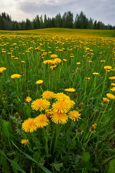 Dandelion flowers — Stock Photo, Image