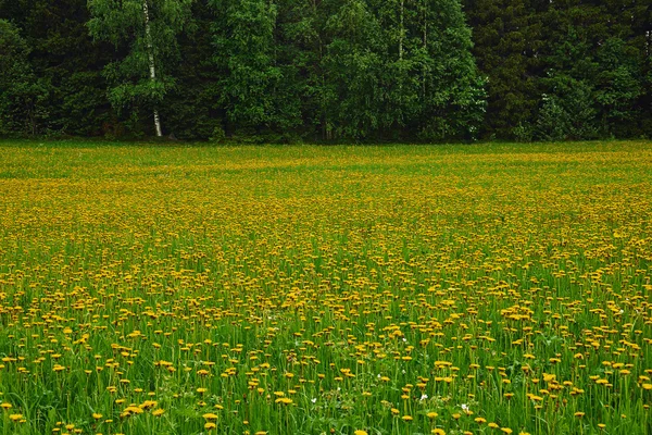 Field of dandelion flowers — Stock Photo, Image