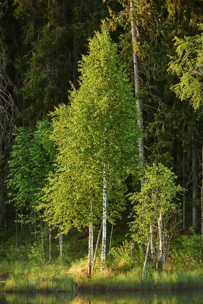 Copac în primăvară — Fotografie, imagine de stoc