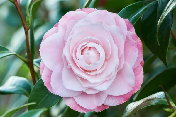 Bloem van camellia — Stockfoto