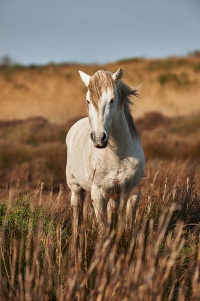 Bílý hřebec Camargue — Stock fotografie