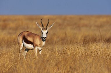 erkek springbok