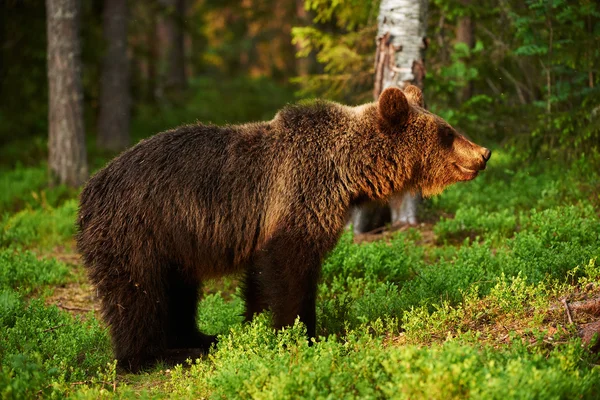 Oso marrón en una luz fantástica — Foto de Stock