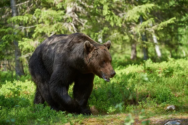 Nagy barna medve — Stock Fotó