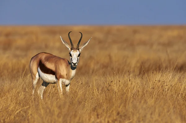 Männlicher Springbock — Stockfoto