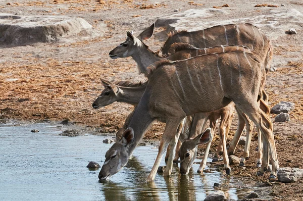 Una manada de Kudu más grande bebiendo — Foto de Stock