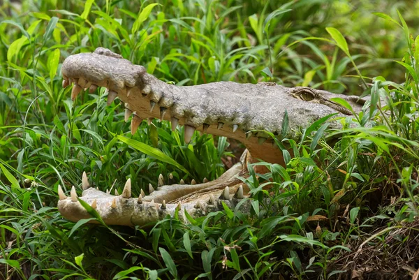 Krokodil stående med öppen mun — Stockfoto